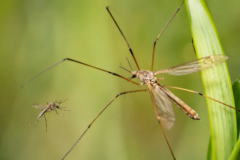 Does the Crane Fly Eat Mosquitoes? The Truth About “Mosquito Hawks”