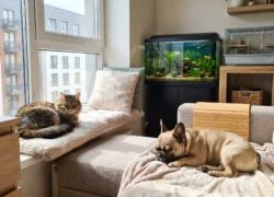What Are the Best Pets for Apartments