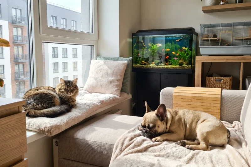 What Are the Best Pets for Apartments? Top Small-Space Pet Guide!