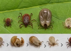 Can Ticks Regrow Their Outside Shell