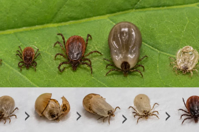 Can Ticks Regrow Their Outside Shell